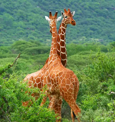 chester-zoo